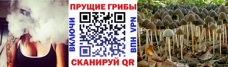 Галлюциногенные грибы Psilocybe  цена   Судогда 